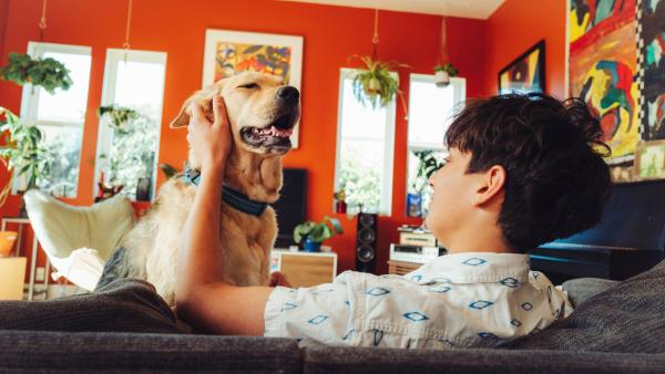 a dog gets pets on a sofa in a colorful apartment