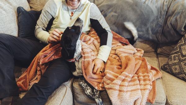 a dog cuddles with its owner on a sofa