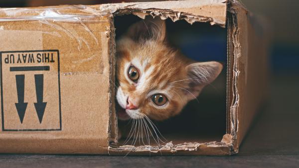 an orange kitten peeks out from inside a cardboard box