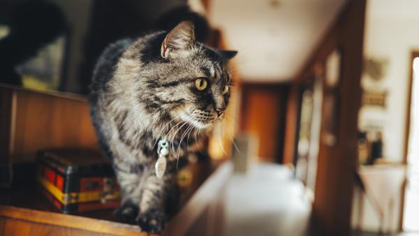 Tabby cat standing on cabinet looking to the right.