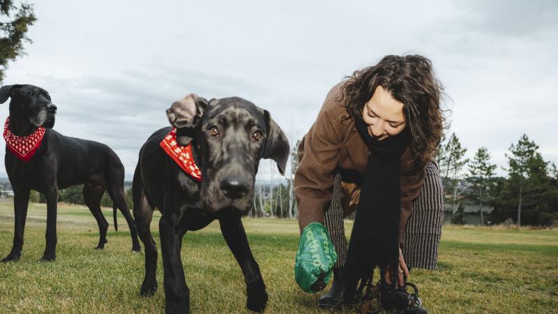 a woman cleans up after her black dog in a field