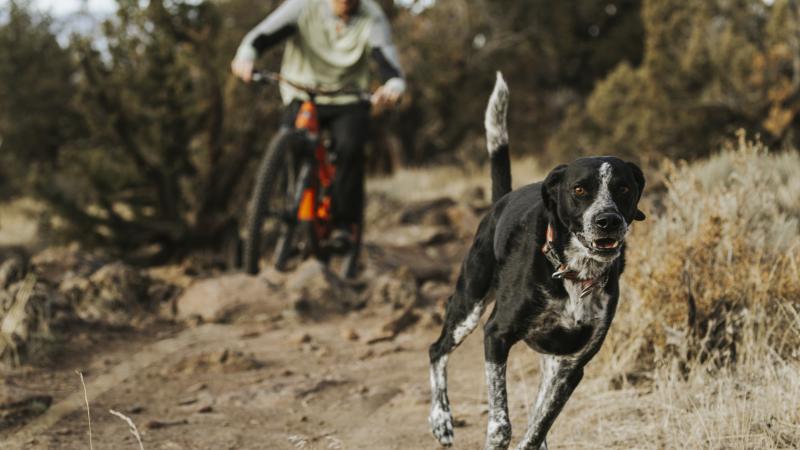 A dog runs on a trail ahead of a mountain bike rider