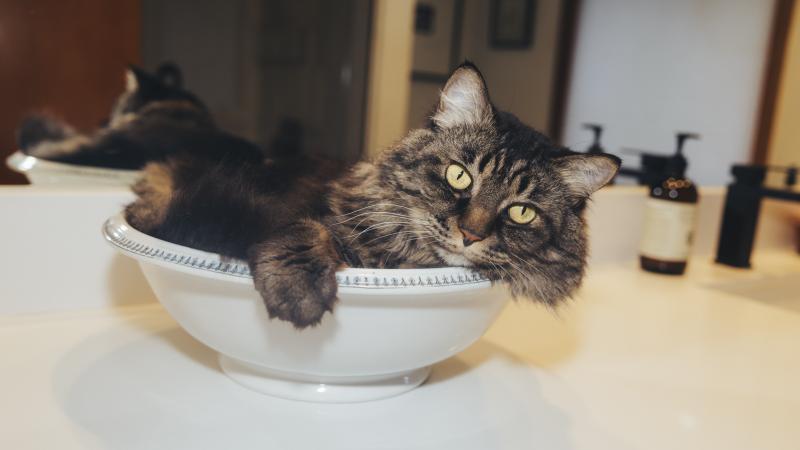 A gray tabby cat lounges in a white bowl