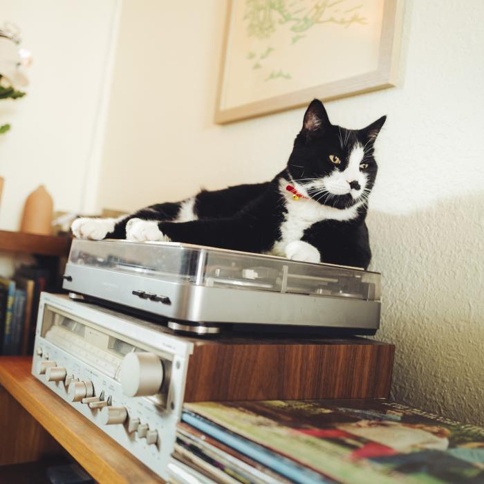 Black cat lounging on vintage turntable