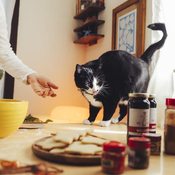 Black cat on kitchen table