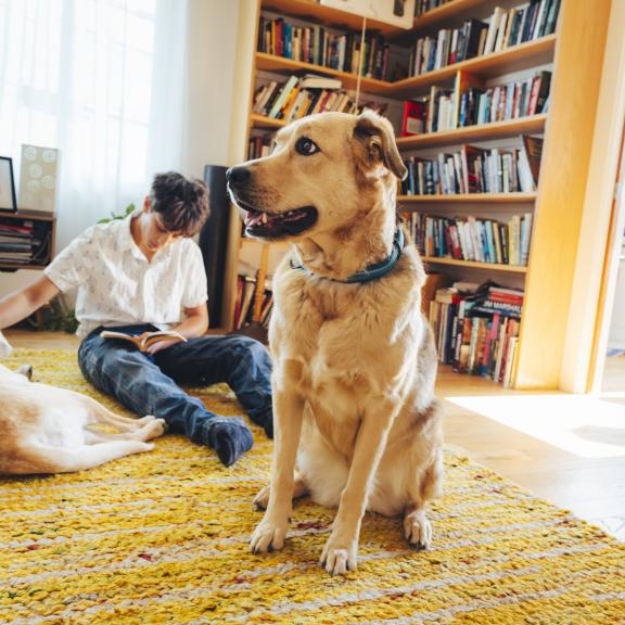 Dogs resting at home while owner reads a book