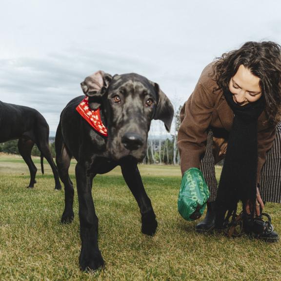 a woman cleans up after her black dog in a field