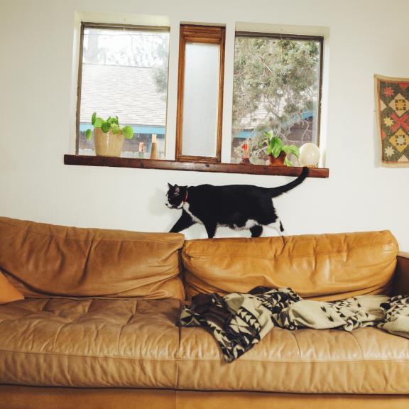 Black & white cat walking across back of tan couch.