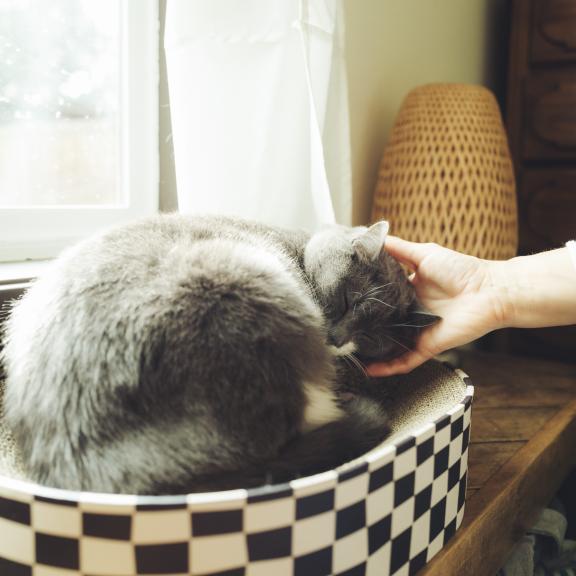 Gray cat curled up in cat bed getting head scratched by owner.