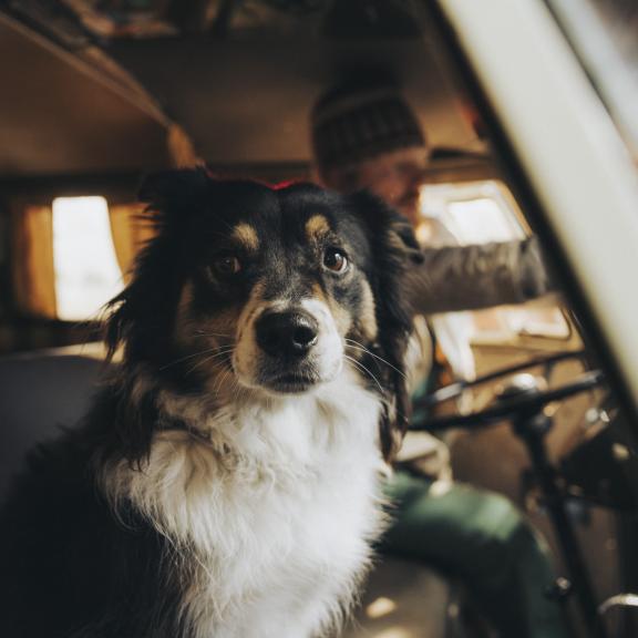 Dog sitting in car