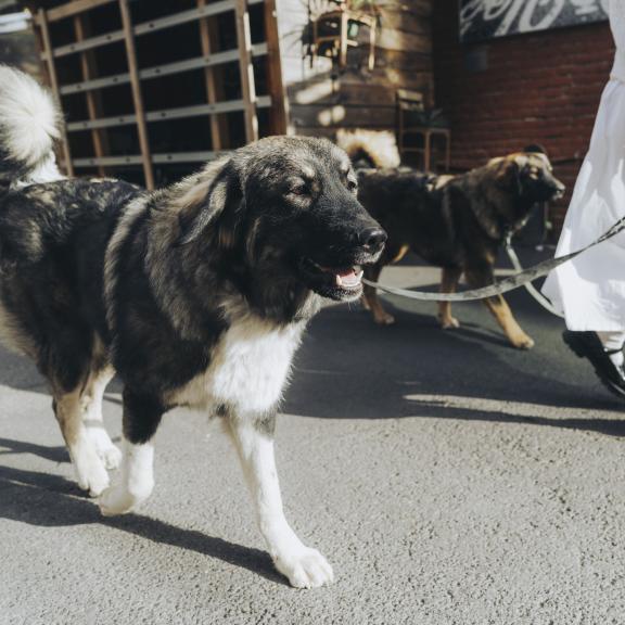 A fluffy dog is being walked in an urban alley