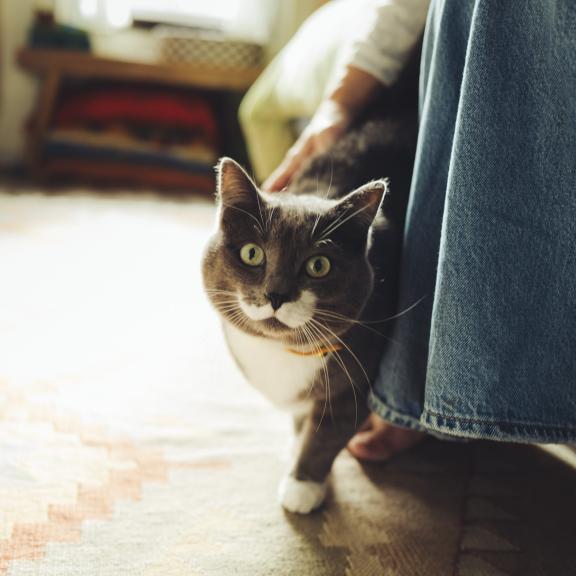 A gray cat peeks around a bed