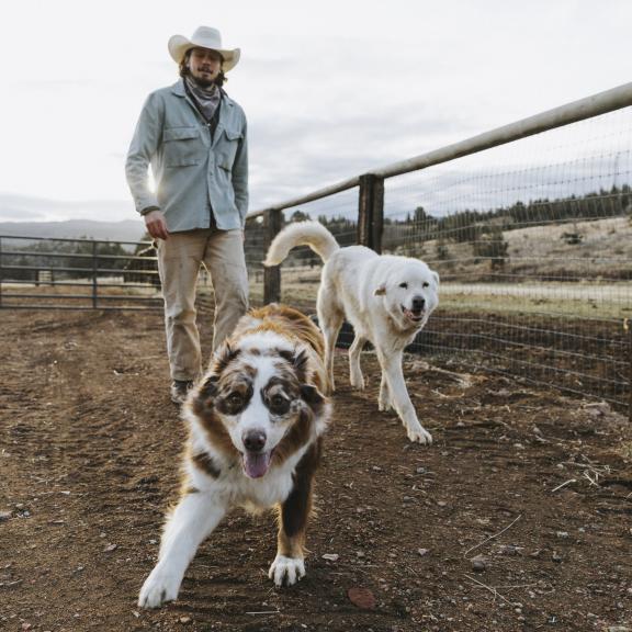 Two fluffy cattle dogs running in front of cowboy owner on ranch.