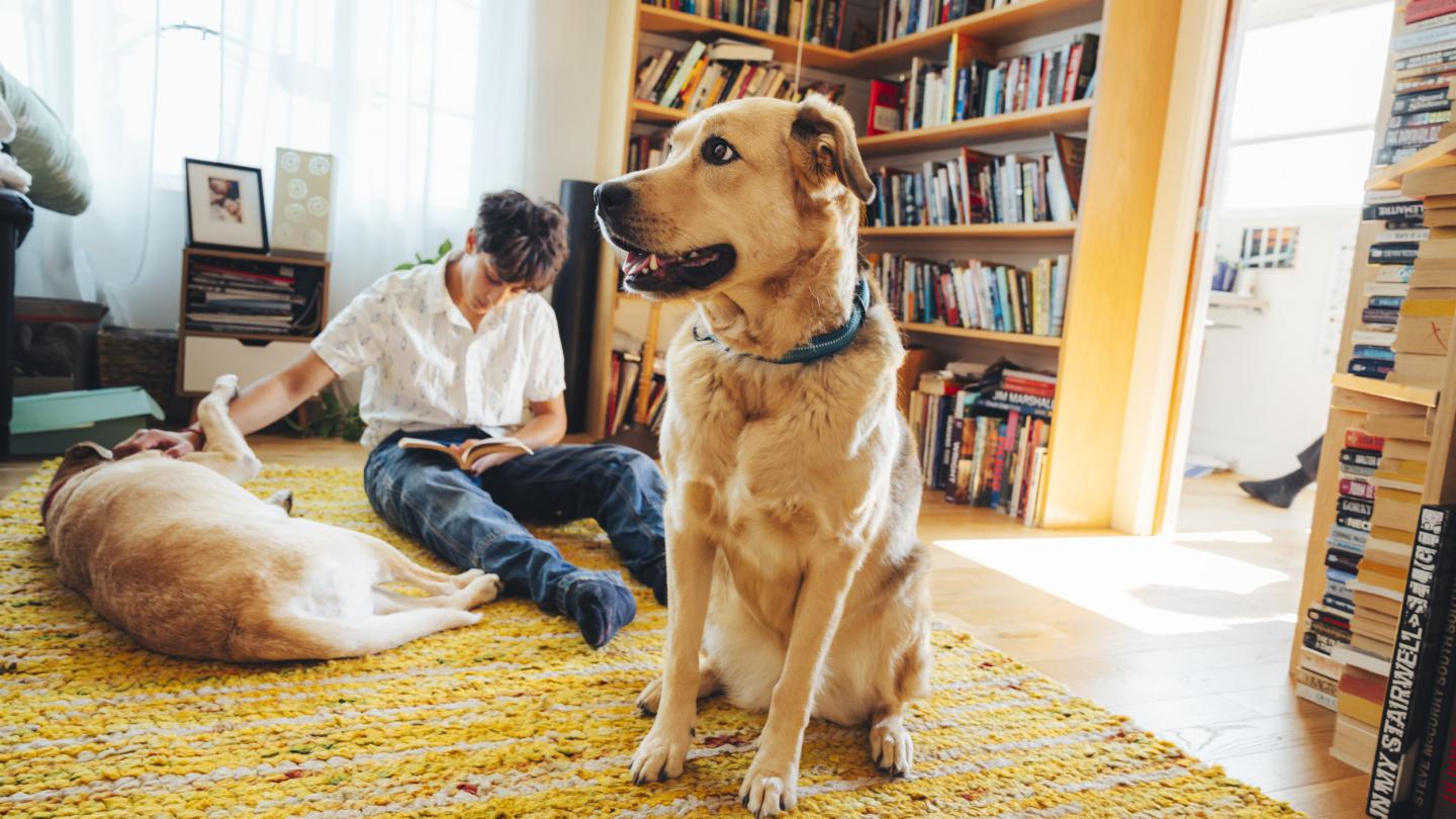 Dog standing while other dog lying down next to owner reading.