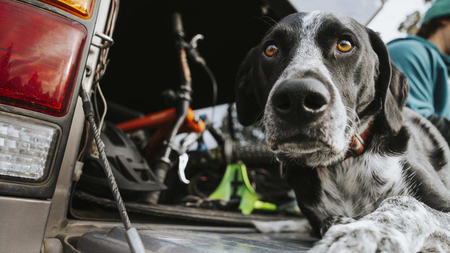 a dog looks out from a car