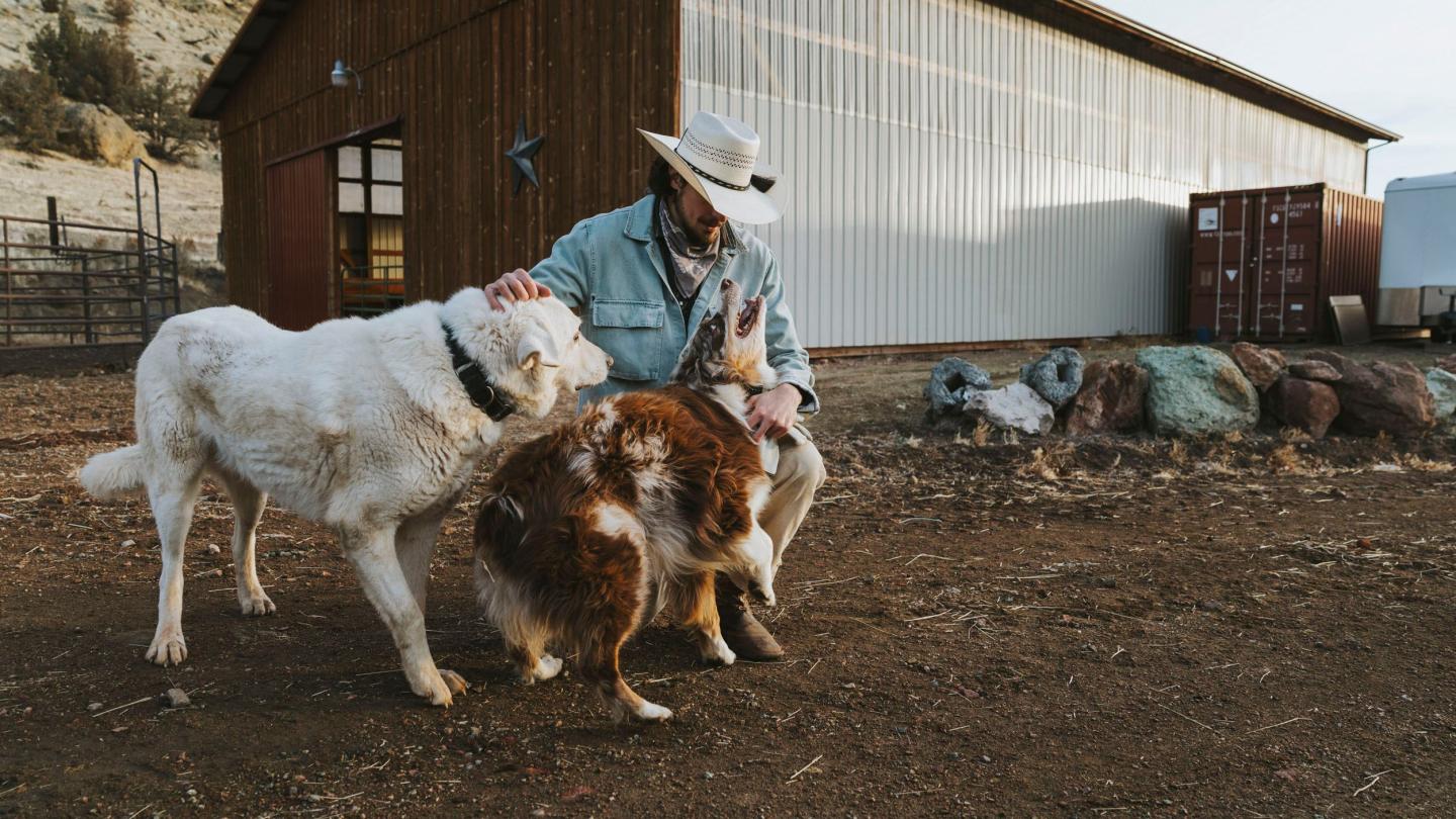 dogs on a farm get pets