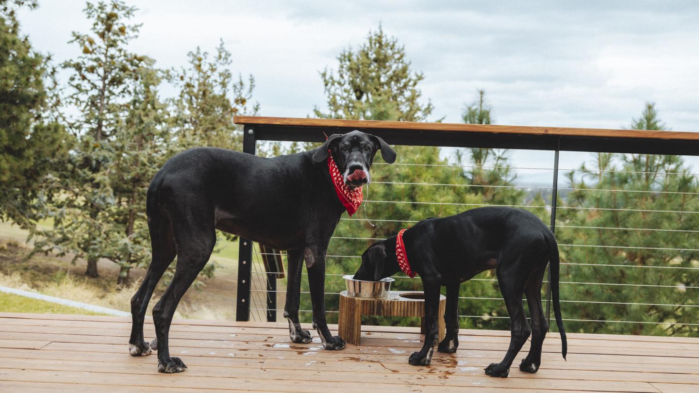 Two large black Great Danes with red bandanas drinking water on porch.