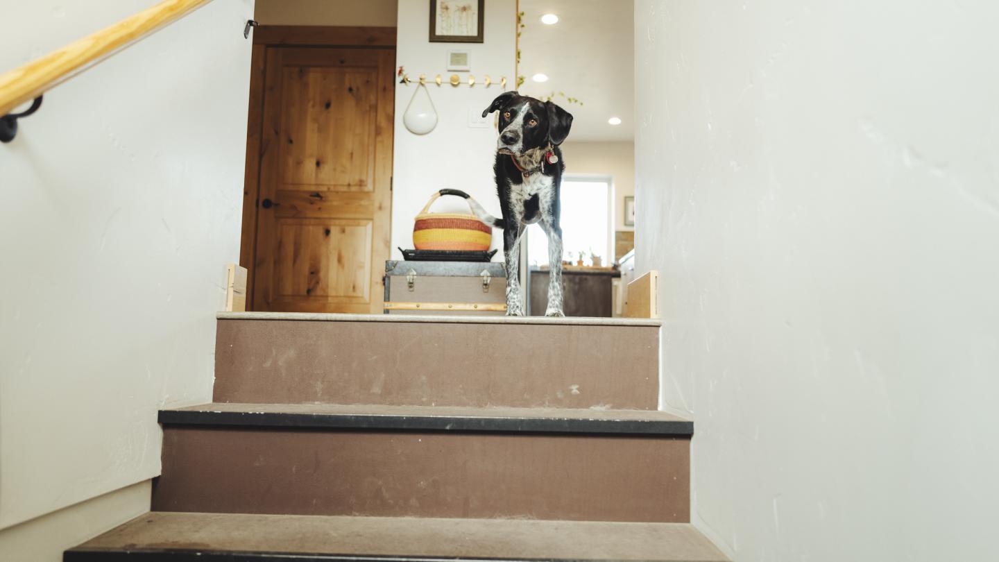 Black and white dog standing at top of stairs looking curious.