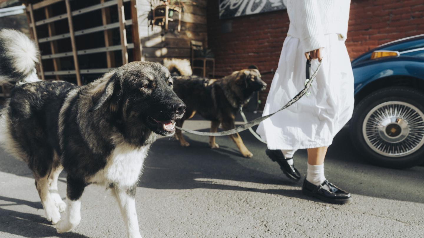 A fluffy dog is being walked in an urban alley