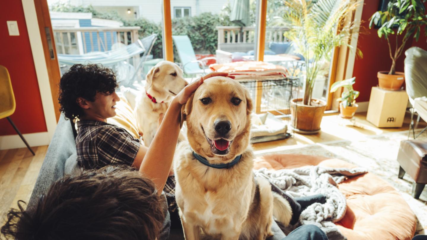 Dogs sit in a living room with their family