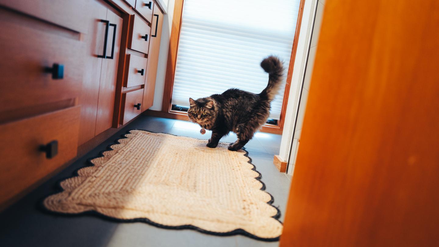 Fluffy cat hunching over in bathroom.