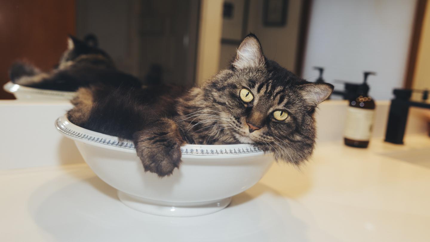 A gray tabby cat lounges in a white bowl