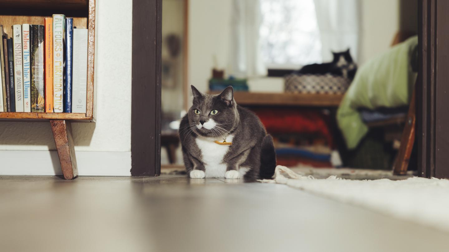 Large gray & white cat loafing in the doorway.