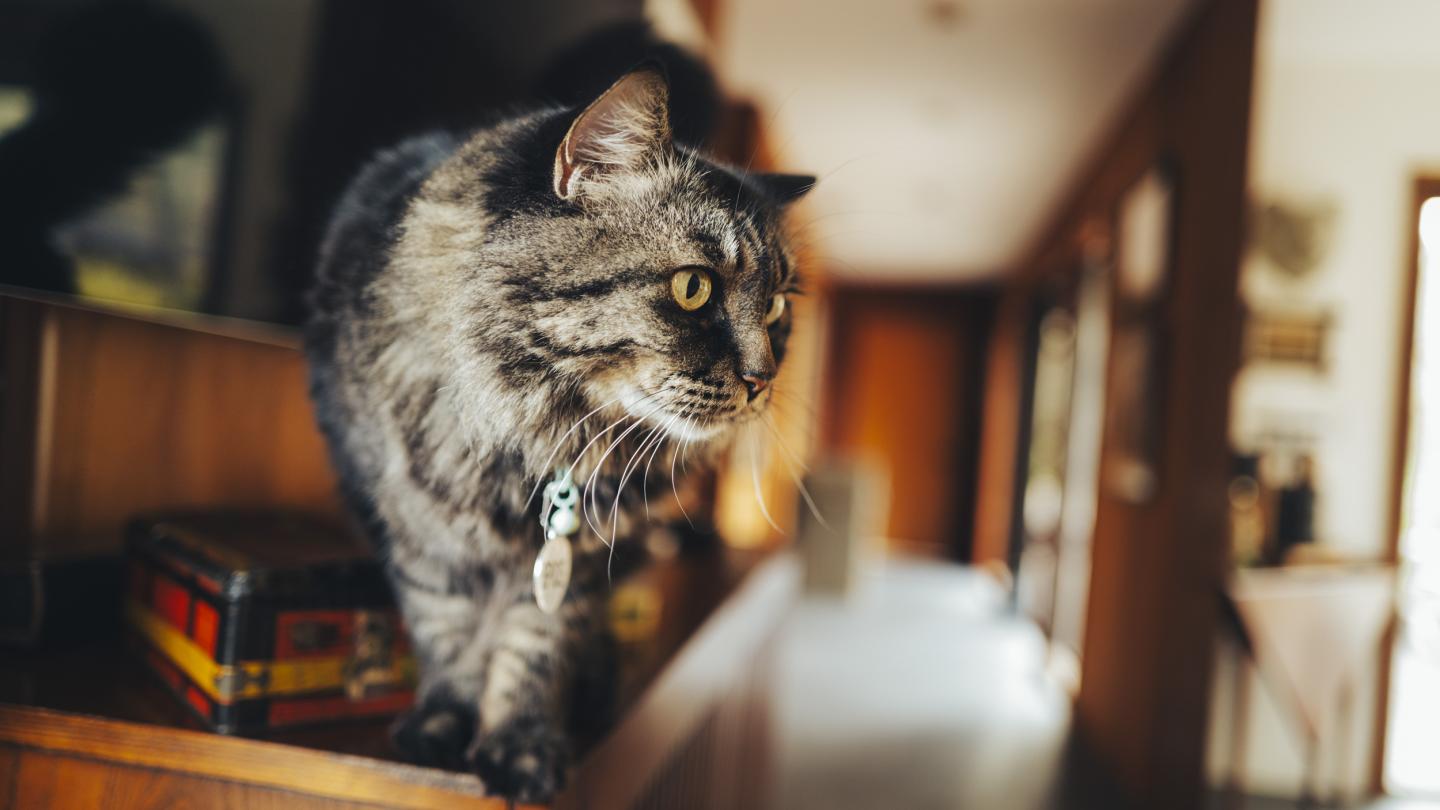 Tabby cat standing on cabinet looking to the right.
