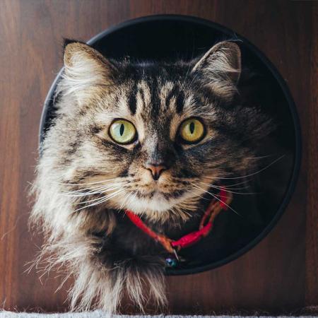 Grey tabby cat looking through cat tree