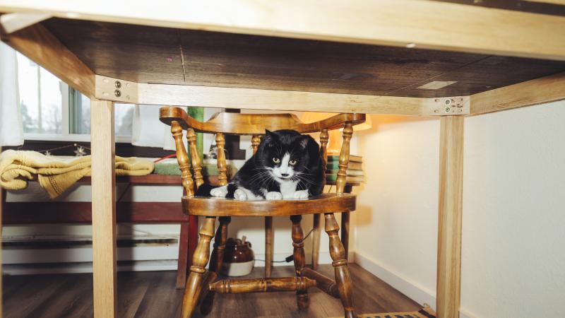 a black cat curled up on a wooden chair under a table