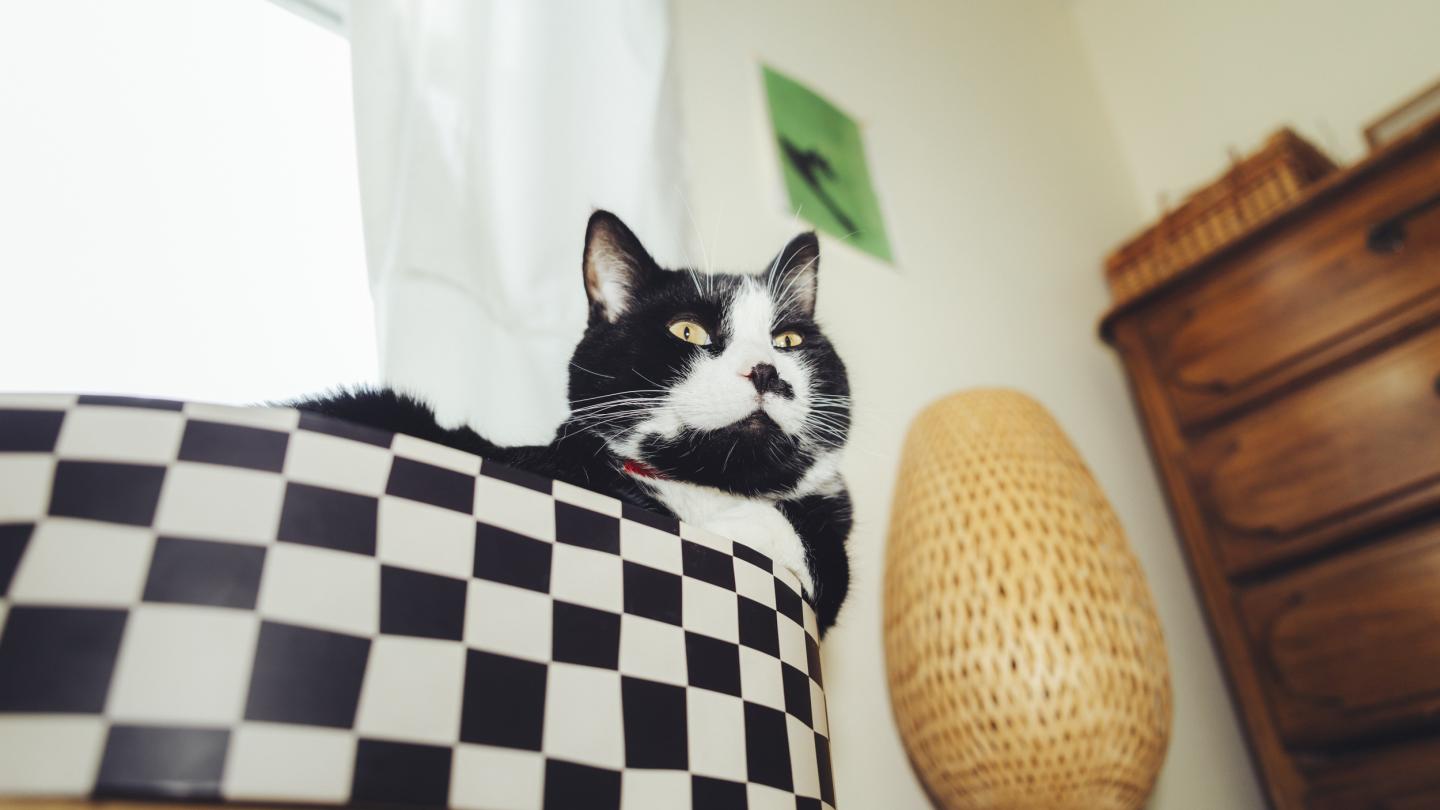 Black & white cat sitting in a black-white checkered cat bed looking away.